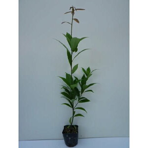 AJV 0.5mO 10.5cm|bg 炩 (e~ NKV ioKV) c c A  _ _ ډB 1{iȃZbg̔܂j