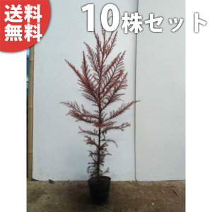 y10{Zbgz XM 0.8mO 10.5cm|bg  mL  XMmL c c A  _ V{c[ Ύ