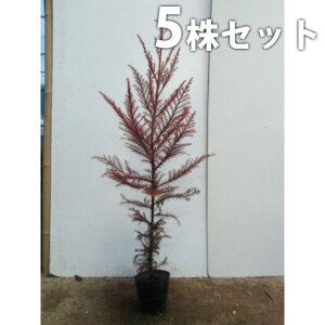 y5{Zbgz XM 0.8mO 10.5cm|bg  mL  XMmL c c A  _ V{c[ Ύ