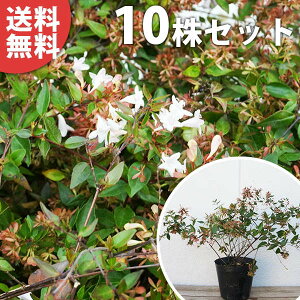 y10{Zbgz AxAEx[VbN 0.4mO 15cm|bg |bg萶_p ׂ肠Eׁ[ c c A  _ Ԃyޖ ĂɉԂ炩AؓW