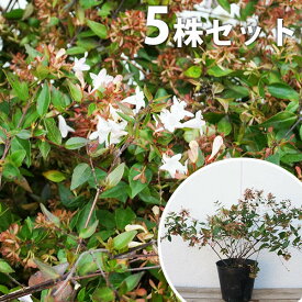 楽天市場 アベリア 生垣の通販