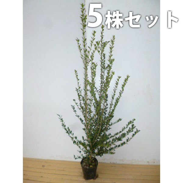植木 盆栽 イヌツゲの人気商品・通販・価格比較 - 価格.com