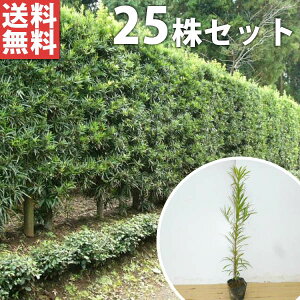 y25{Zbgz Ck}L 0.3mO 10.5cm|bg c c () ʂ܂ A  _ _ ډB