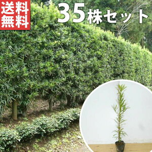 y35{Zbgz Ck}L 0.3mO 10.5cm|bg c c () ʂ܂ A  _ _ ډB