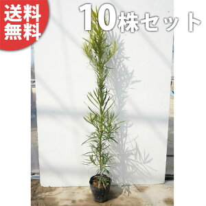 y10{Zbgz Ck}L 1.0mO 18cm|bg c c () ʂ܂ A  _ _ ډB