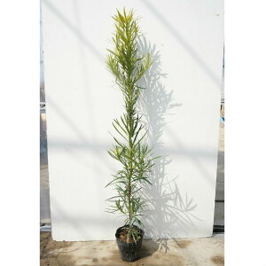 y30{Zbgz Ck}L 1.0mO 18cm|bg c c () ʂ܂ A  _ _ ډB
