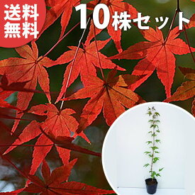 ■送料無料■【10本セット】 イロハモミジ 樹高0.5m前後 10.5cmポット (いろは紅葉 紅葉 モミジ もみじ かえで カエデ 楓) 苗木 苗 植木 庭木 生け垣 シンボルツリー 落葉樹