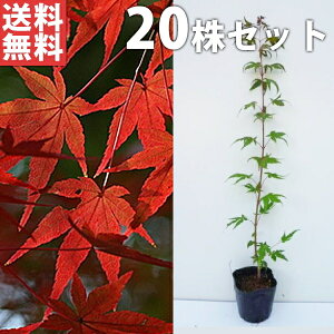 もみじ シンボルツリー 盆栽 植木の通販 価格比較 価格 Com