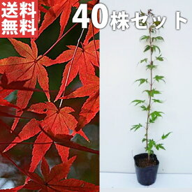 楽天市場 カエデ 庭木の通販