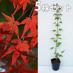 カエデ 盆栽 植木の通販 価格比較 価格 Com
