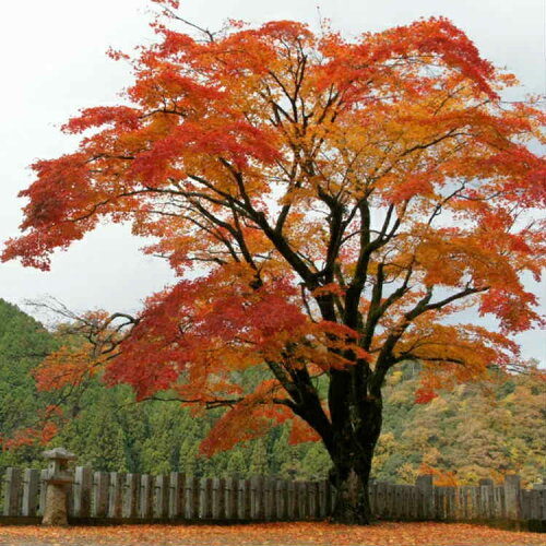 楽天市場 イロハモミジ 樹高0 5m前後 10 5cmポット いろは紅葉 イロハカエデ いろは楓 紅葉 モミジ もみじ 苗木 植木 苗 庭木 生け垣 シンボルツリー 落葉樹 お得なセット販売もございます 季の香 きのか