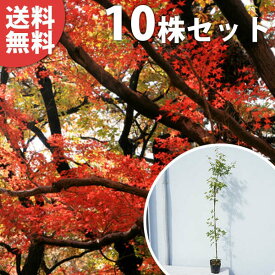 楽天市場 いろは紅葉苗の通販
