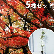 楽天市場】庭木 楓 2mの通販