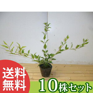 y10{Zbgz qEcM 0.3mO 12cm|bg FEcM c c A  _ Ԃyޖ ĂɉԂ炩AؓW