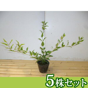 y5{Zbgz qEcM 0.3mO 12cm|bg FEcM c c A  _ Ԃyޖ ĂɉԂ炩AؓW