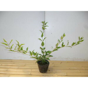 qEcM 0.3mO 12cm|bg FEcM c c A  _ Ԃyޖ ĂɉԂ炩AؓW 1{iȃZbg̔܂j