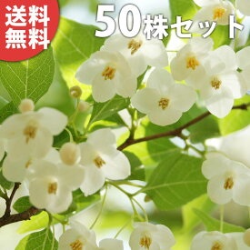 ■送料無料■【50本セット】 エゴノキ 樹高0.3m前後 10.5cmポット えごのき エゴの木 白花 苗木 苗 植木 庭木 生け垣 シンボルツリー 落葉樹