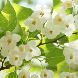 エゴノキ 樹高0.5m前後 10.5cmポット えごのき エゴの木 白花 苗木 苗 植木 庭木 生け垣 シンボルツリー 落葉樹 1本（お得なセット販売あります）