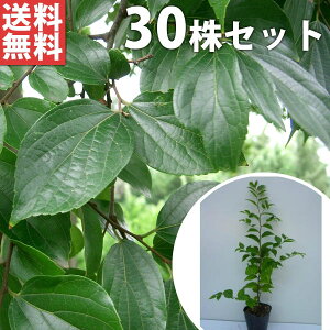 y30{Zbgz GmL 0.3mO 10.5cm|bg ̂ | c c A  _ V{c[ t