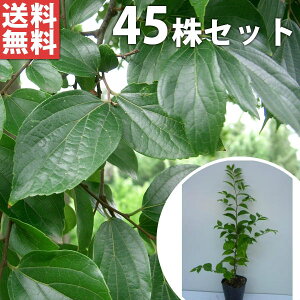 y45{Zbgz GmL 0.3mO 10.5cm|bg ̂ | c c A  _ V{c[ t