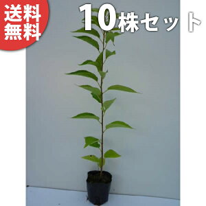 y10{Zbgz IIV}UN 0.5mO 10.5cm|bg 哇 TNEE c c A  _ V{c[ tɉԂ炩AؓW