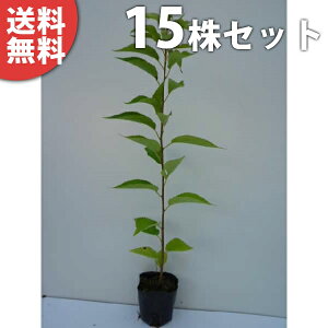 y15{Zbgz IIV}UN 0.5mO 10.5cm|bg 哇 TNEE c c A  _ V{c[ tɉԂ炩AؓW