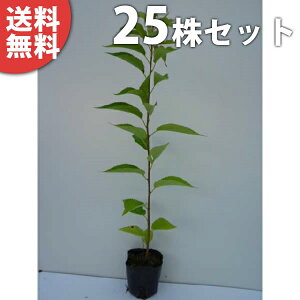 y25{Zbgz IIV}UN 0.5mO 10.5cm|bg 哇 TNEE c c A  _ V{c[ tɉԂ炩AؓW