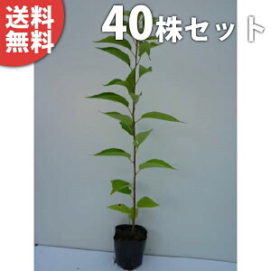 y40{Zbgz IIV}UN 0.5mO 10.5cm|bg 哇 TNEE c c A  _ V{c[ tɉԂ炩AؓW