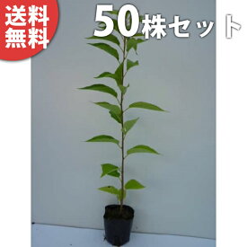 楽天市場 庭木 桜 植木の通販