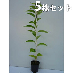 苗 桜苗木の人気商品 通販 価格比較 価格 Com 苗 桜苗木の人気商品 通販 価格比較 価格 Com