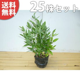 楽天市場 笹 種類 庭の通販