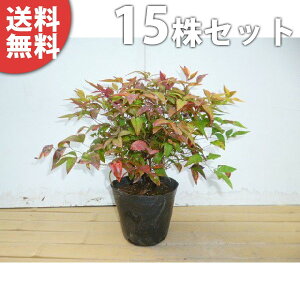 y15{Zbgz I^tNie 0.2mO 15cm|bg ӂV V Ⴂ_OhJo[ c c A  _ EOhJo[ ؁E