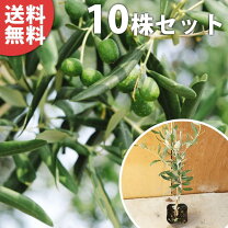 楽天市場】オリーブの木 育て方 沖縄の通販