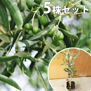 植木 盆栽 オリーブ 木 送料無料の人気商品 通販 価格比較 価格 Com