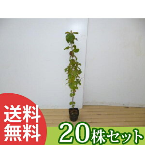 y20{Zbgz K}Y~ 0.3mO 10.5cm|bg ܂ c c A  _ V{c[ t