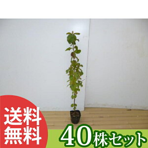 y40{Zbgz K}Y~ 0.3mO 10.5cm|bg ܂ c c A  _ V{c[ t