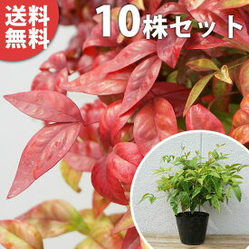 楽天市場 植木 種類 植物 ナンテン ガーデニング 農業 花 ガーデン Diy の通販