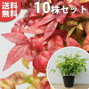 y10{Zbgz I^tNie 0.15mO 12cm|bg ӂV V Ⴂ_OhJo[ c c A  _ EOhJo[ ؁E