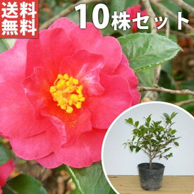 楽天市場 花 苗木の通販