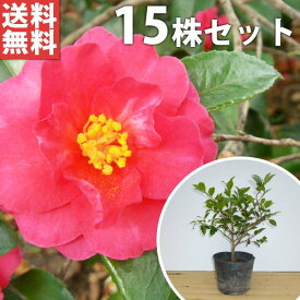 楽天市場 ツバキ 生垣 日陰 5本の通販