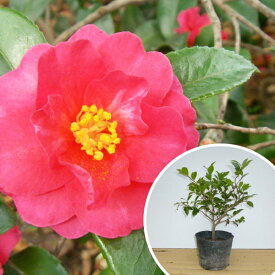 楽天市場 冬 花 苗の通販