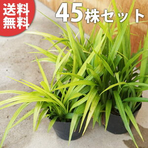 y45|bgZbgz L`WE\E 10.5cm|bg gˑ 傤 c c A  _ EOhJo[