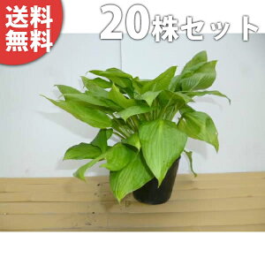 苗 ギボウシ 植木 盆栽の人気商品 通販 価格比較 価格 Com 苗 ギボウシ 植木 盆栽の人気商品 通販 価格比較 価格 Com