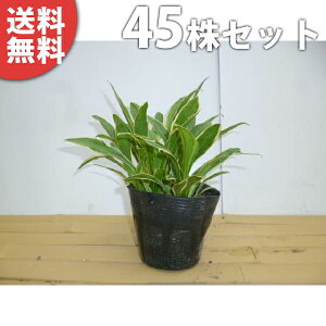 ■送料無料■【45ポットセット】 斑入りギボウシ 9cmポット (斑入り) ぎぼうし 苗木 苗 植木 庭木 生け垣 下草・グランドカバー