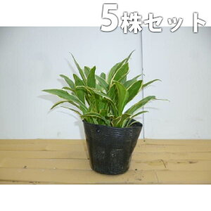 ■送料無料■【5ポットセット】 斑入りギボウシ 9cmポット (斑入り) ぎぼうし 苗木 苗 植木 庭木 生け垣 下草・グランドカバー