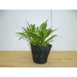 M{EV 9cm|bg ij ڂ c c A  _ EOhJo[ 1{iȃZbg̔܂j