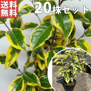 常緑樹 斑入りの通販 価格比較 価格 Com