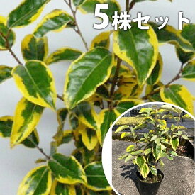 楽天市場 常緑樹 斑入りの通販 楽天市場 常緑樹 斑入りの通販