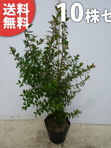 y10{Zbgz MoCJ 0.5mO 15cm|bg ~ ΂ }[g_ c c A  _ Ԃyޖ ĂɉԂ炩AؓW _ ډB