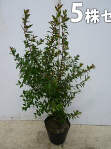 y5{Zbgz MoCJ 0.5mO 15cm|bg ~ ΂ }[g_ c c A  _ Ԃyޖ ĂɉԂ炩AؓW _ ډB